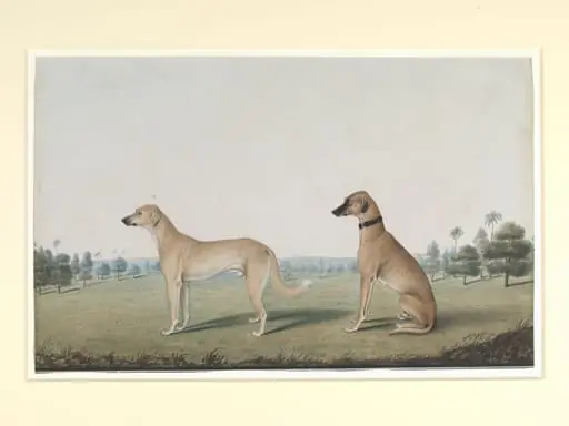 Two dogs in the compound of a Calcutta house