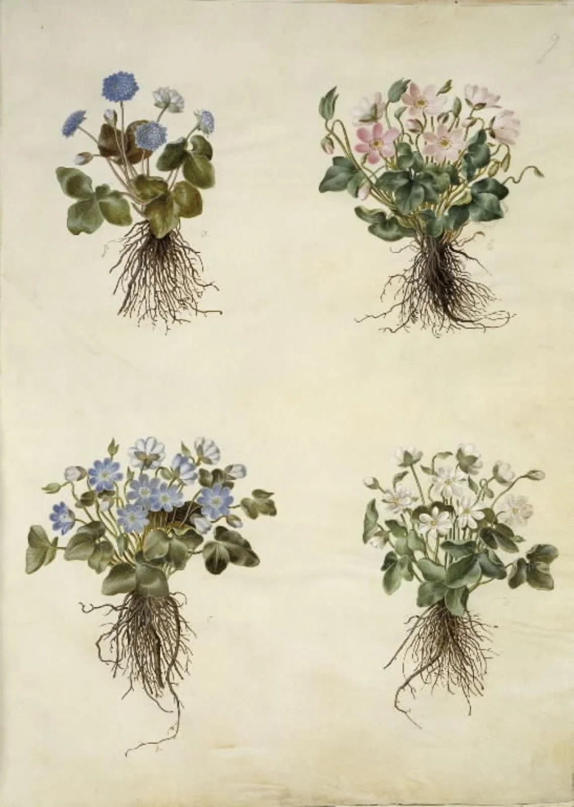 Anemone hepatica (blå anemone), by Unknown, unspecified, 1654