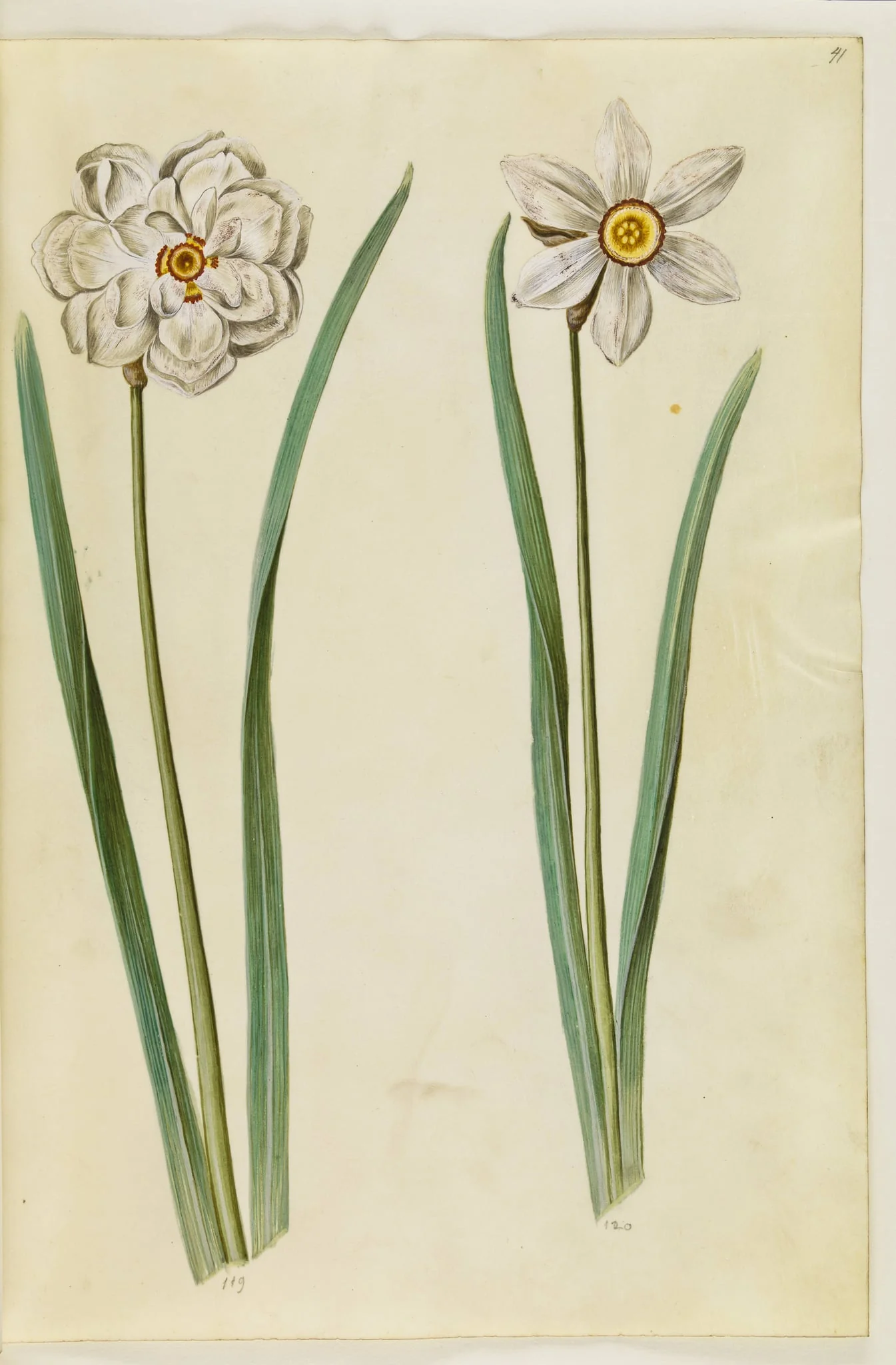 Narcissus poeticus (pinselilje), by Unknown, unspecified, 1650