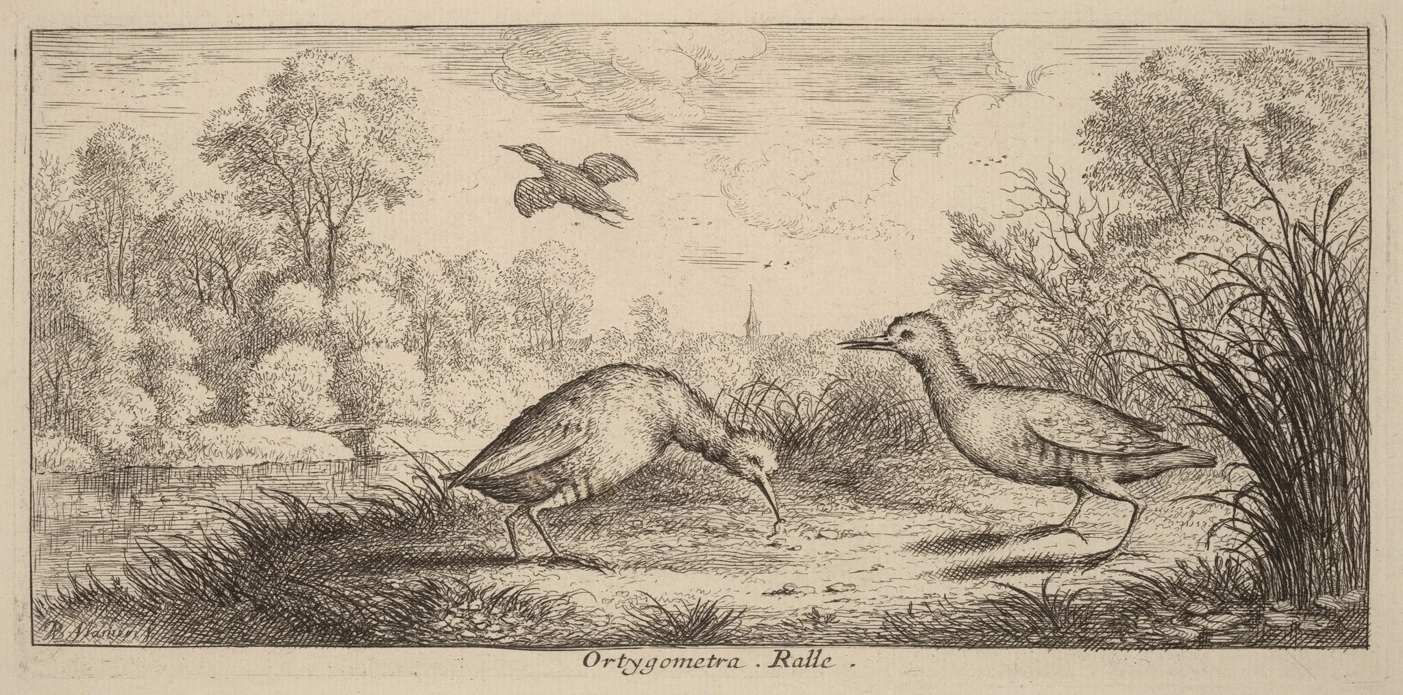 Ortygometra, The Rail, by Albert Flamen, ink, 1644