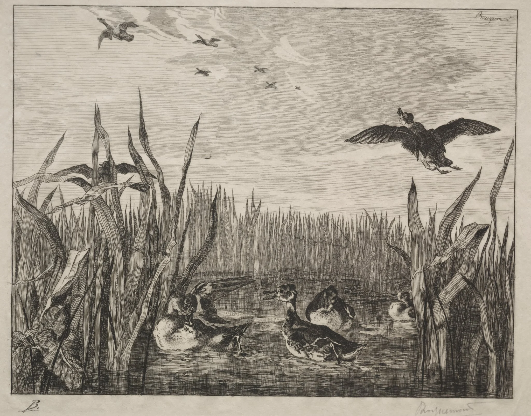 Teal, by Félix Bracquemond, 1853