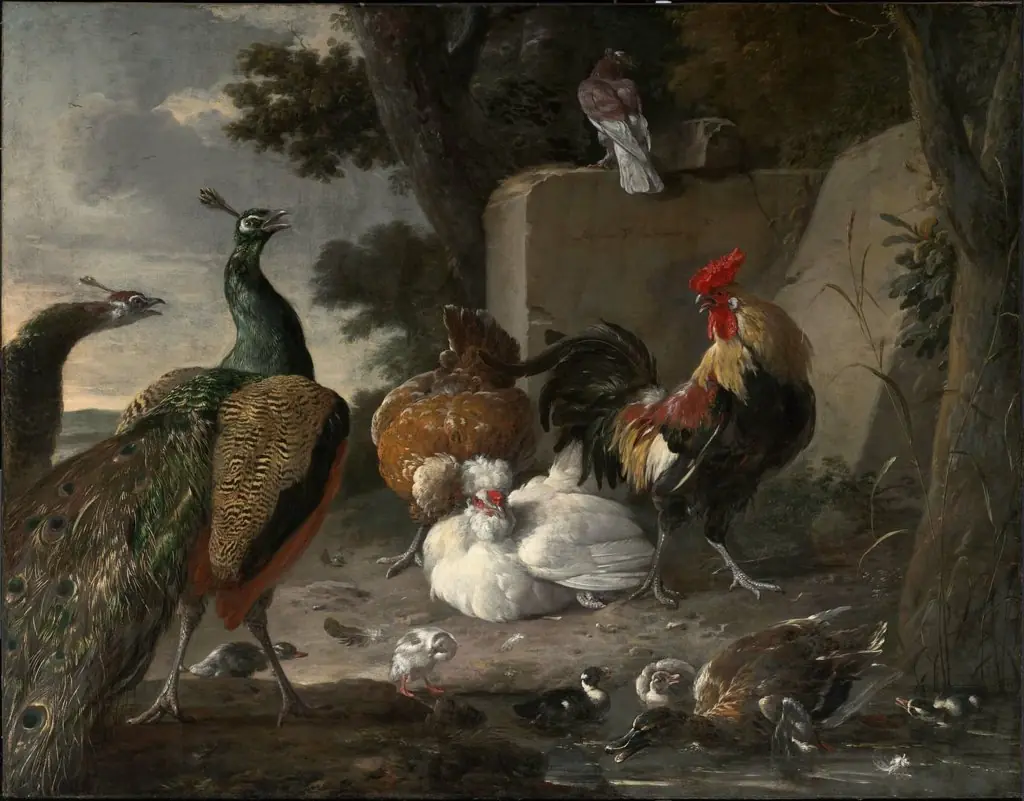 Barnyard Fowl and Peacocks