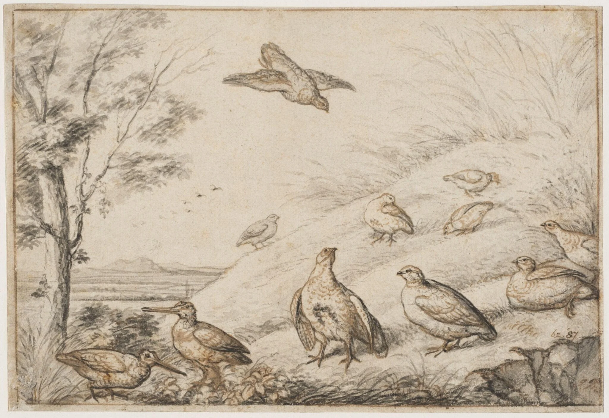 Partridges and snipe