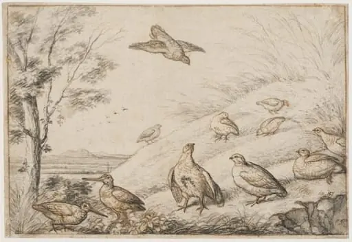 Partridges and snipe