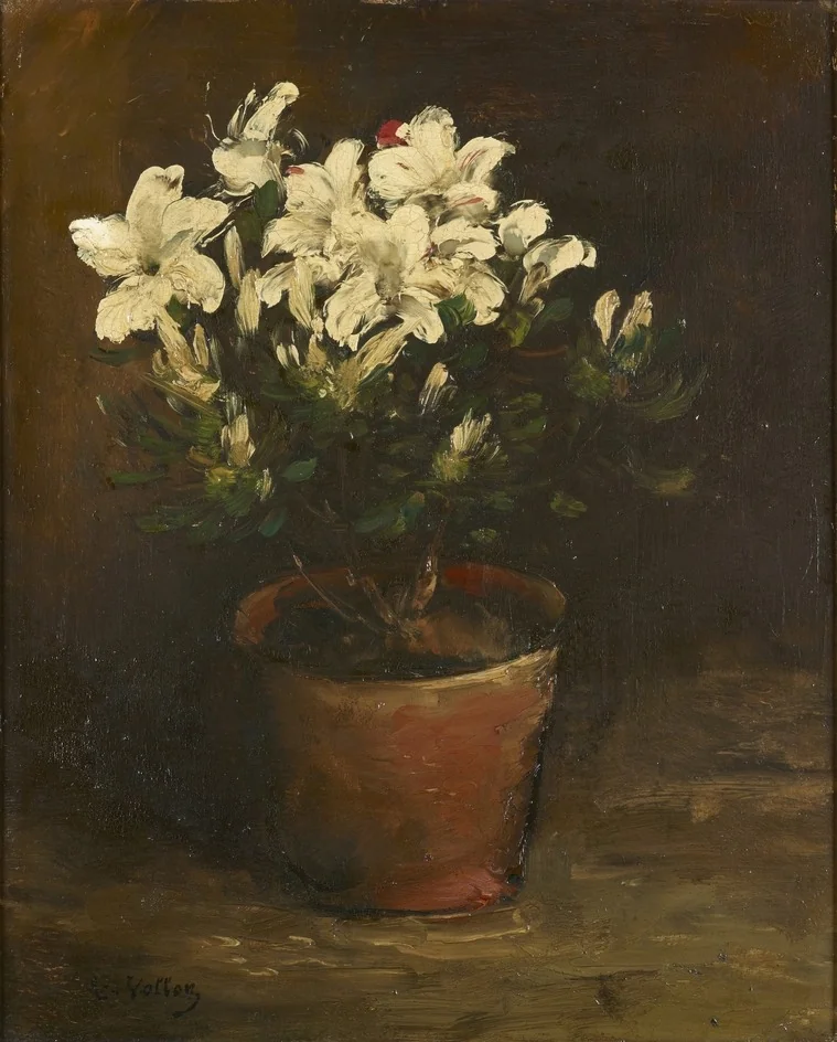 Still Life of white Azaleas
