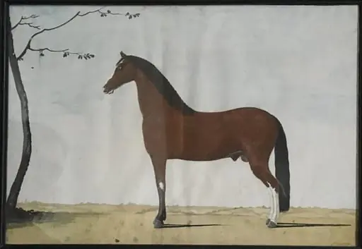 Portræt af en brun hingst med hvid blis og hvide sokker på bagbenene