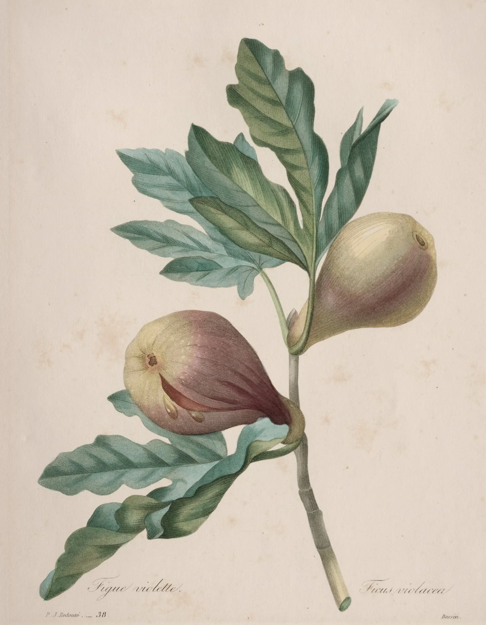 Choix des plus belles fleurs...plus beaux fruits:  Figue Violette, by Henry Joseph Redouté, 1827
