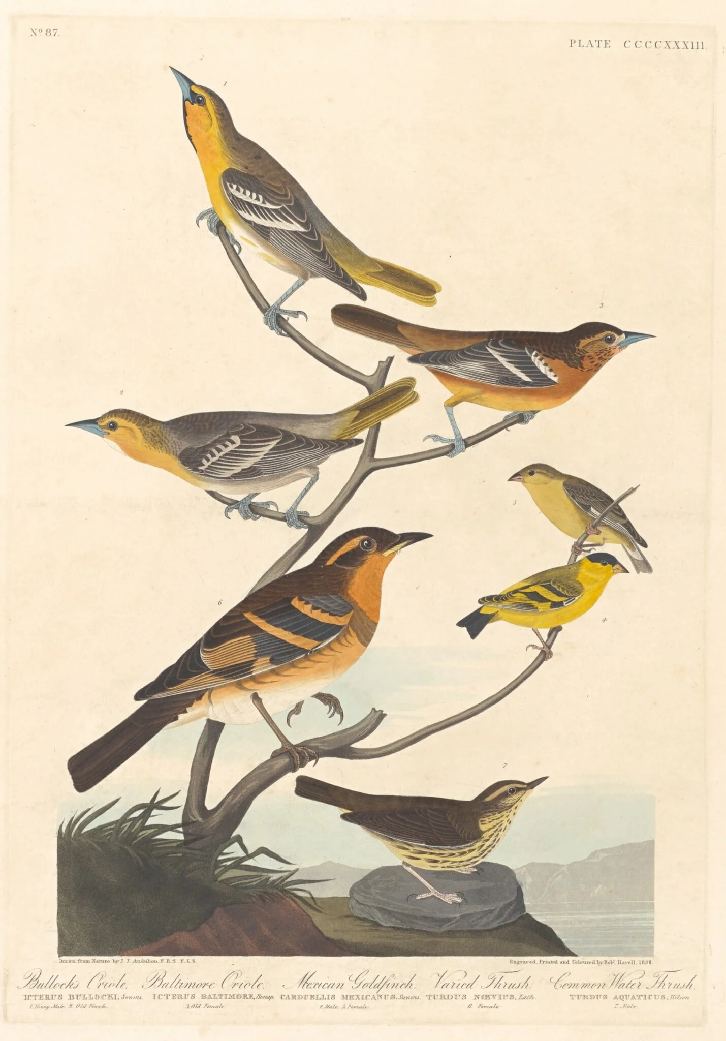 Bullock's Oriole, Baltimore Oriole, Mexican Goldfinch and Varied Thrush, by Robert Havell Jr., ink, 1838