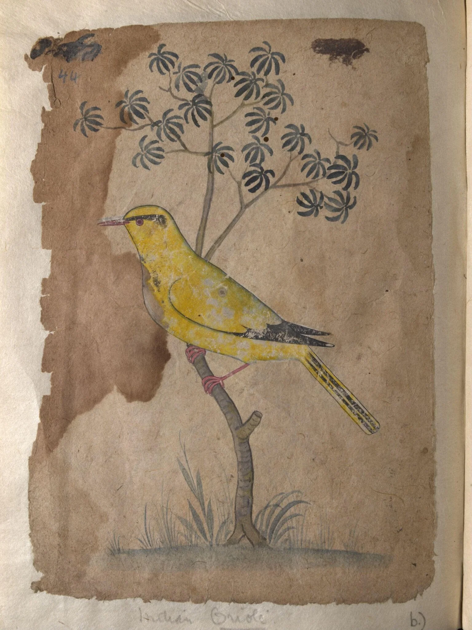 Depictions of a Shikra and a Indian oriole of Northern India