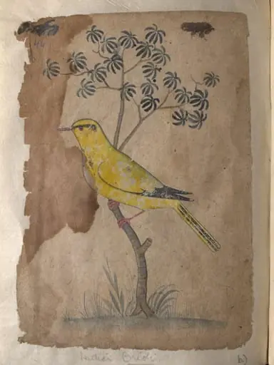 Depictions of a Shikra and a Indian oriole of Northern India