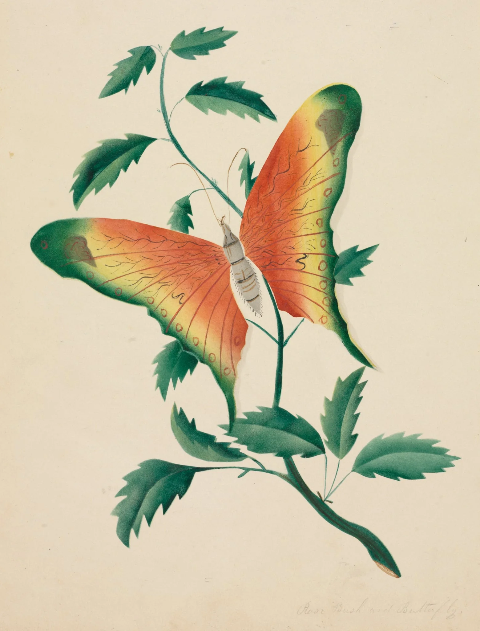Rose Bush and Butterfly