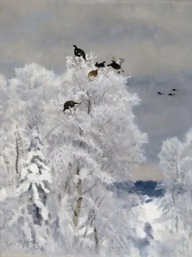Teeriä puunlatvassa