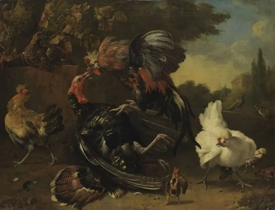 Fight between a cock and a turkey