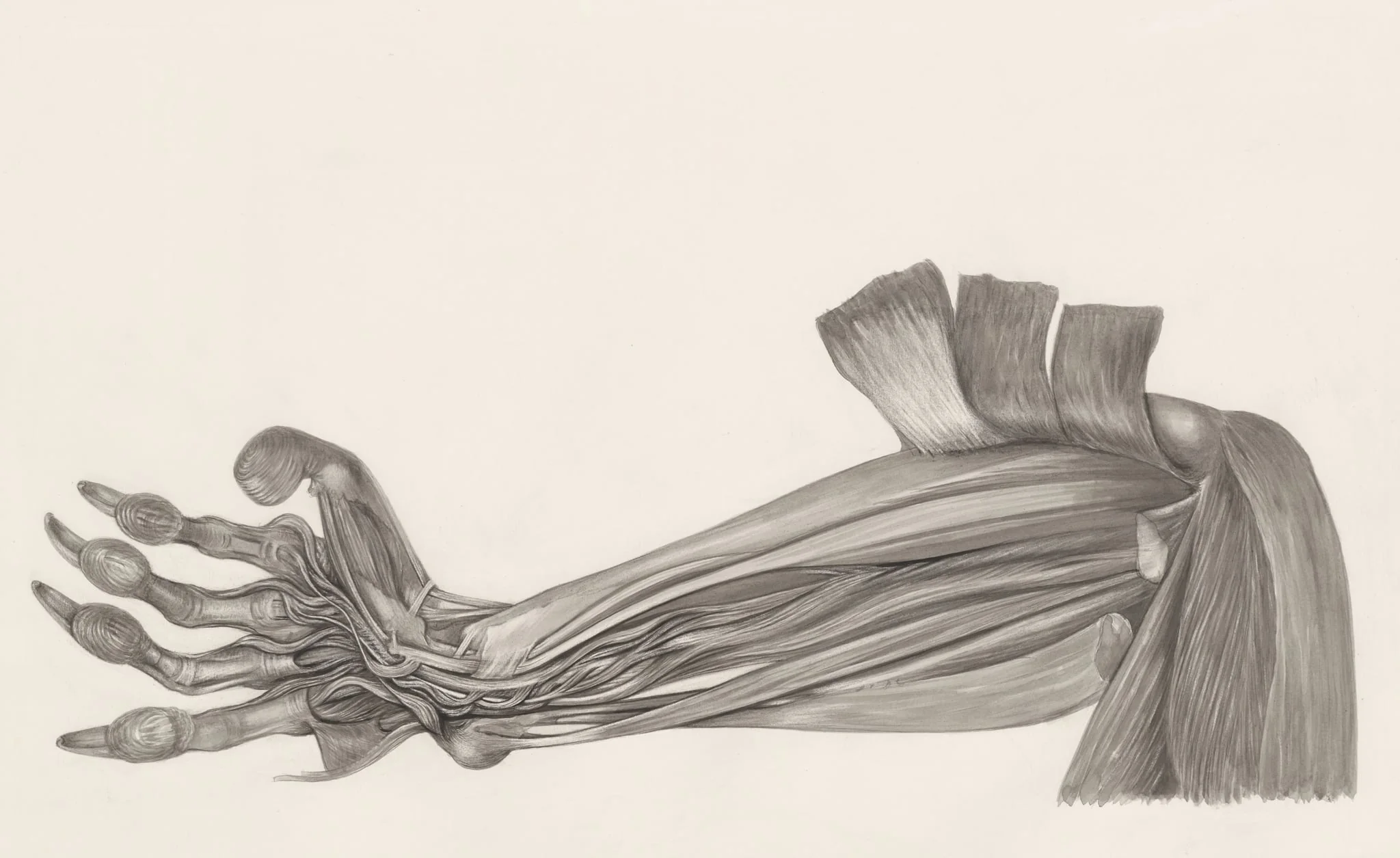 Muscular tissue of an animal arm