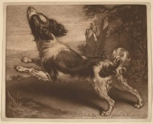 A Spaniel Jumping