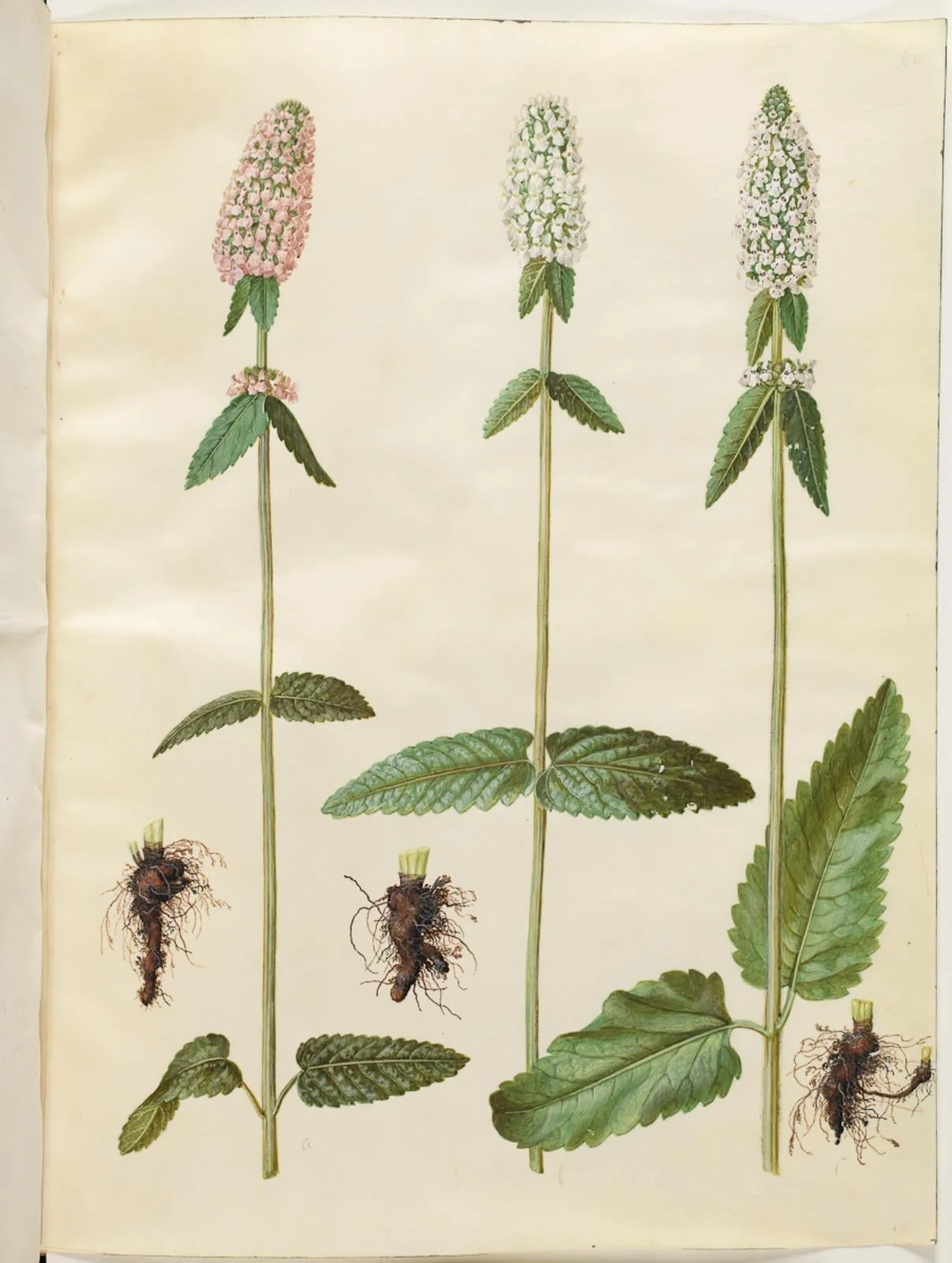 Stachys officinalis (læge-betonie)
