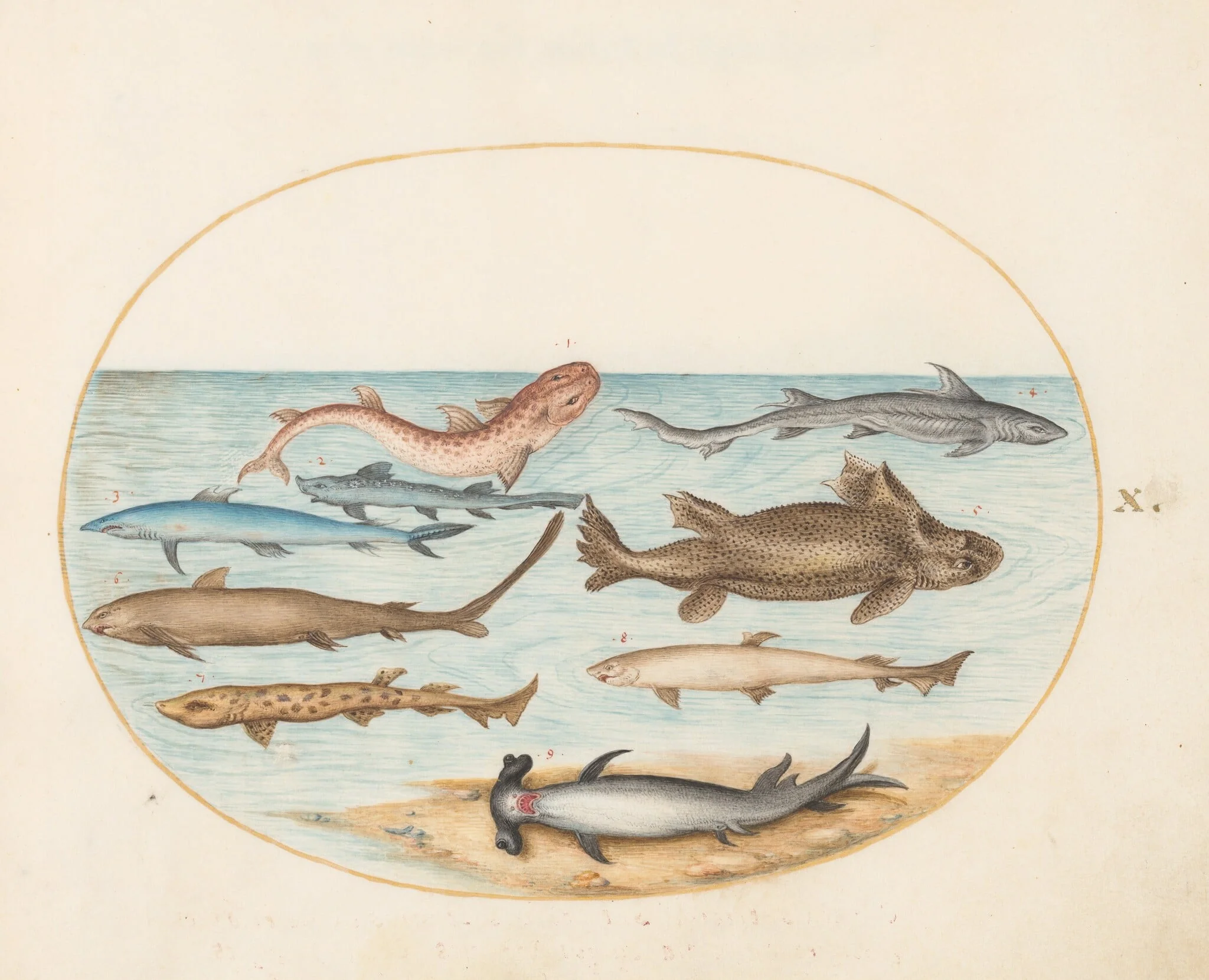 Plate 10: Nine Sharks, by Joris Hoefnagel, gouache, 1594