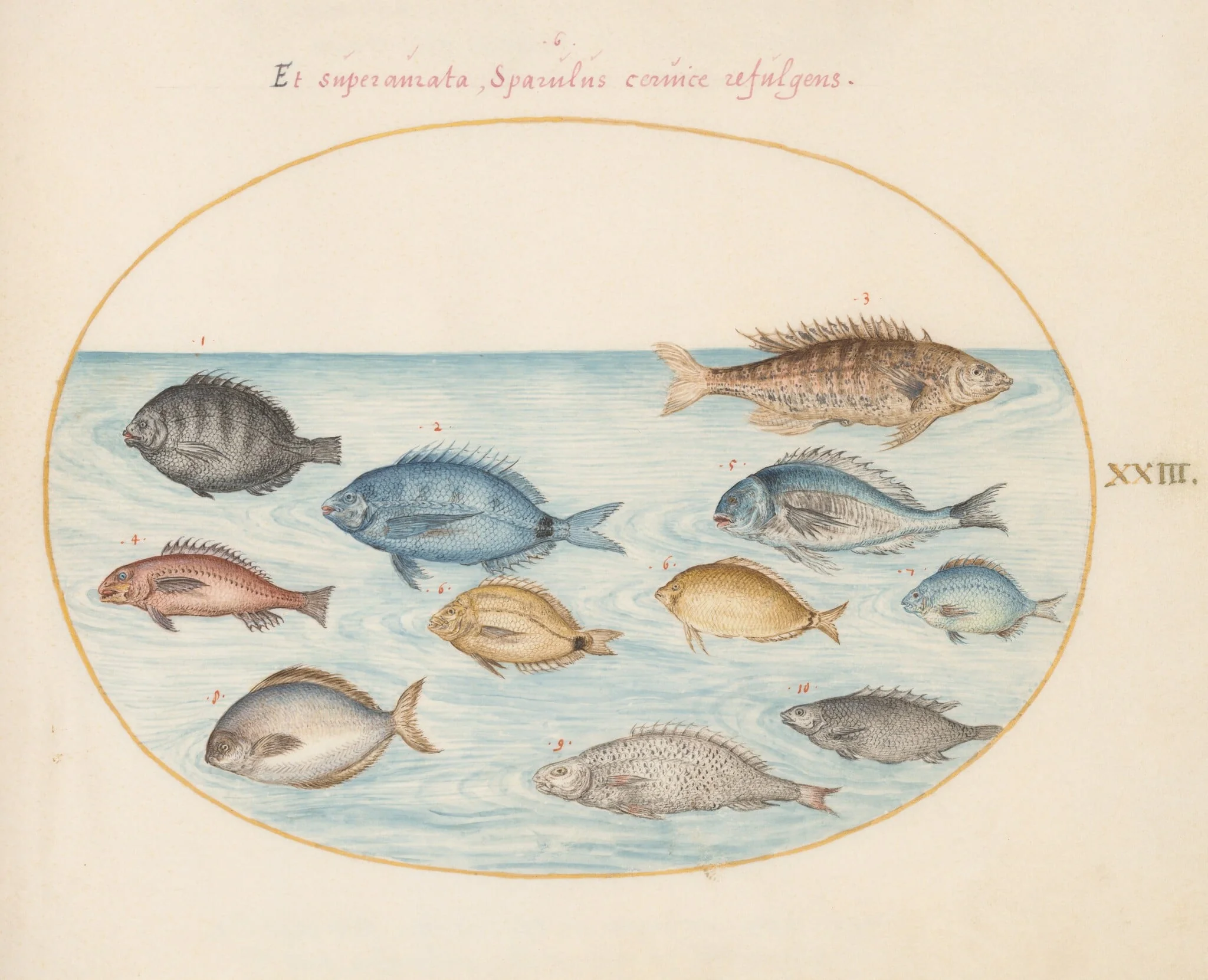 Plate 23: Bream(?) and Other Fish, by Joris Hoefnagel, gouache, 1594