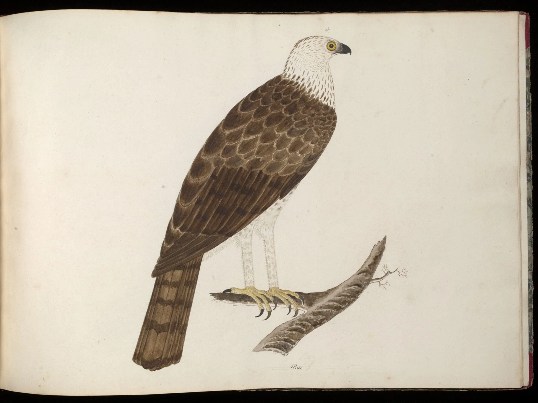 Booted eagle