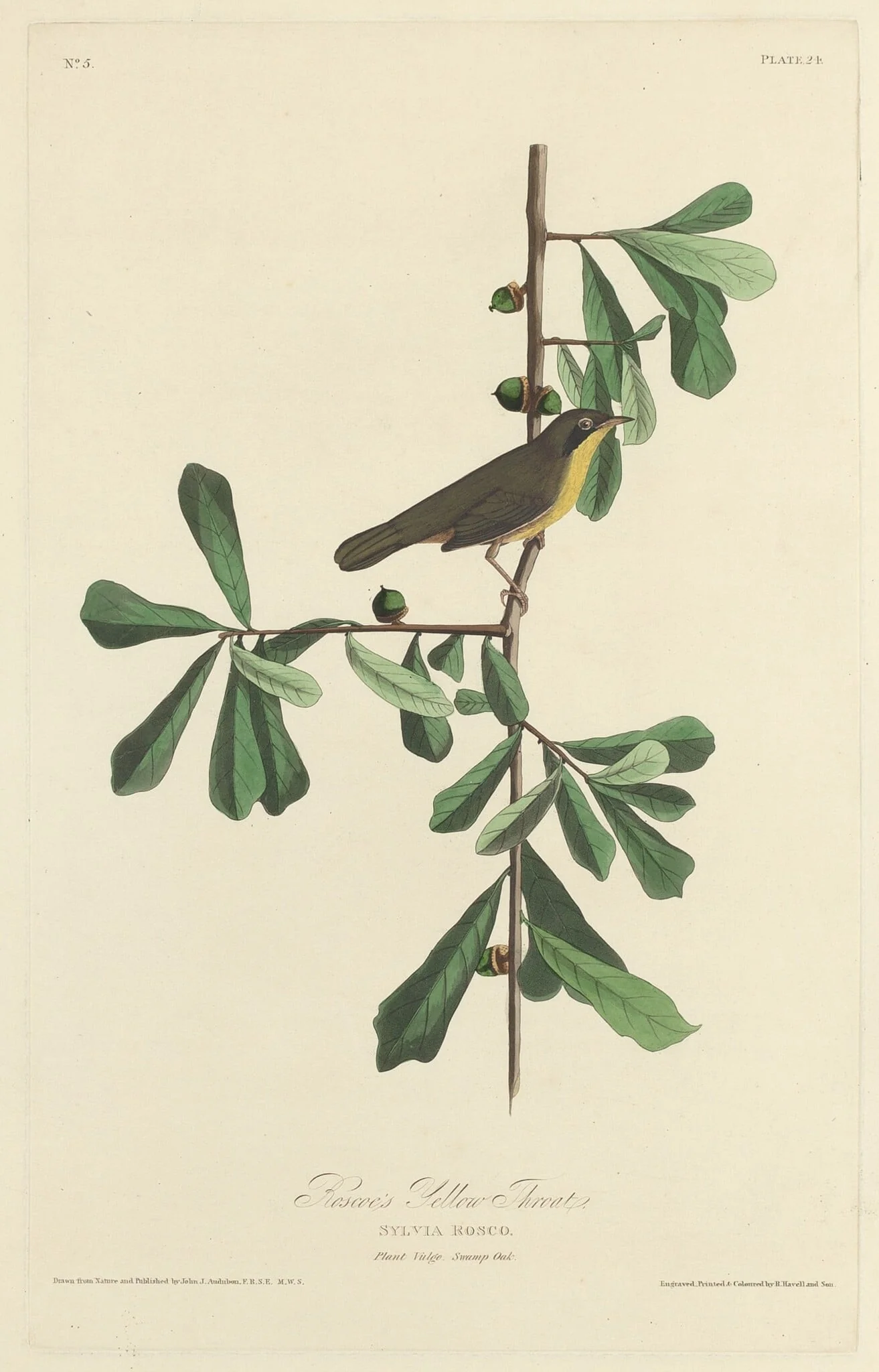Roscoe's Yellow Throat, by Robert Havell Jr., ink, 1827