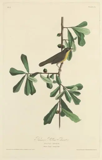 Roscoe's Yellow Throat