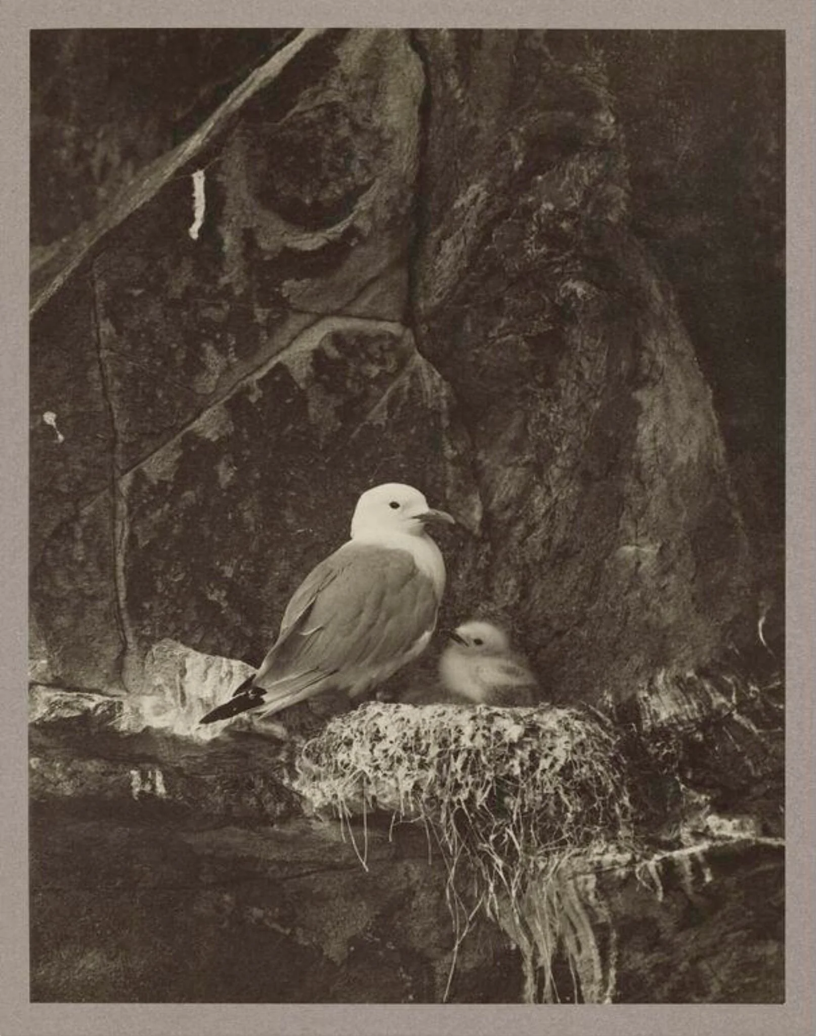 Kittiwake, by Zoological Photographic Club, photographic