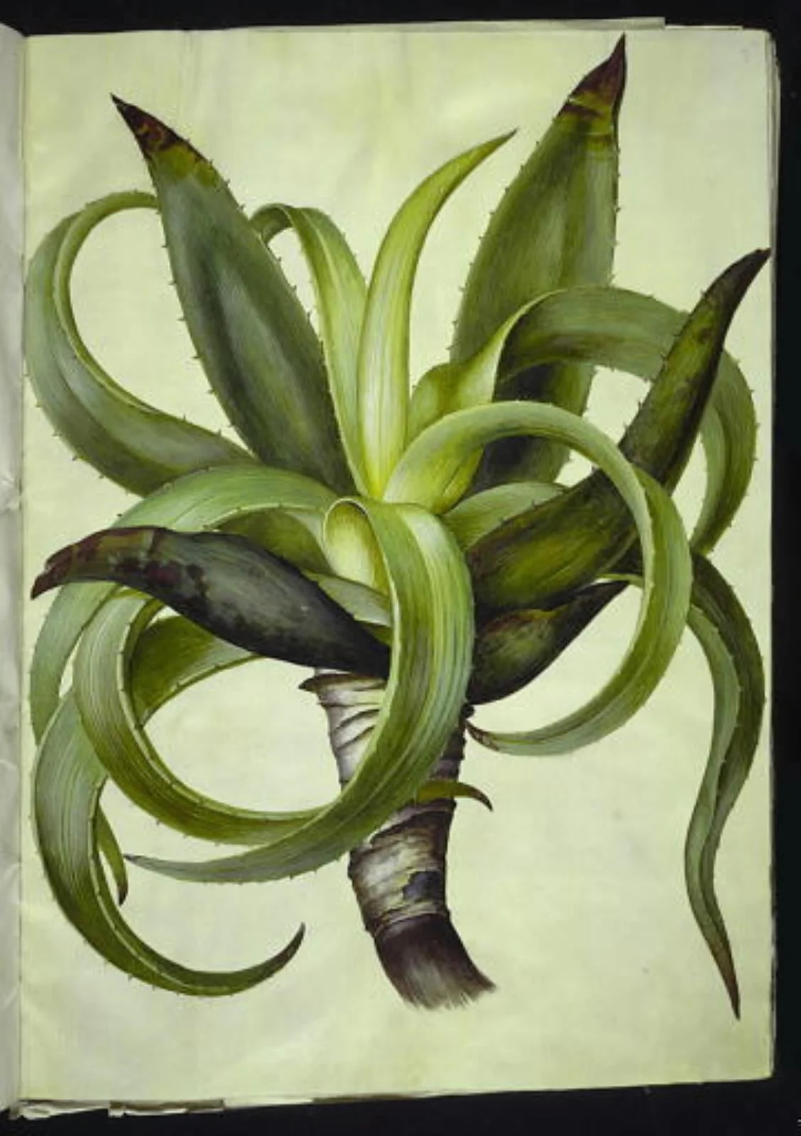 Aloe (aloe), by Unknown, unspecified, 1654