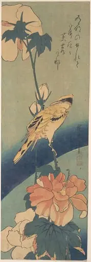 歌川広重画　芙蓉に高麗鶯|Black-naped Oriole Perched on a Stem of Rose Mallow