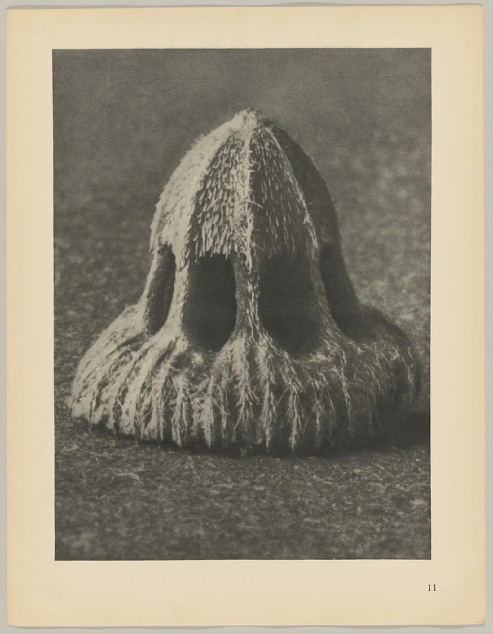 Callistemma brachiatum, by Karl Blossfeldt, 1928