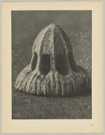 Callistemma brachiatum