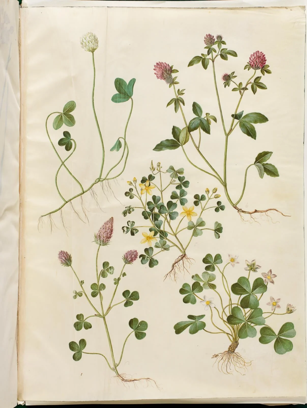 Trifolium repens (hvid-kløver); Trifolium pratense (rød-kløver); Oxalis corniculata (nedliggende surkløver); Trifolium incarnatum (blod-kløver); Oxalis acetosella (skovsyre)