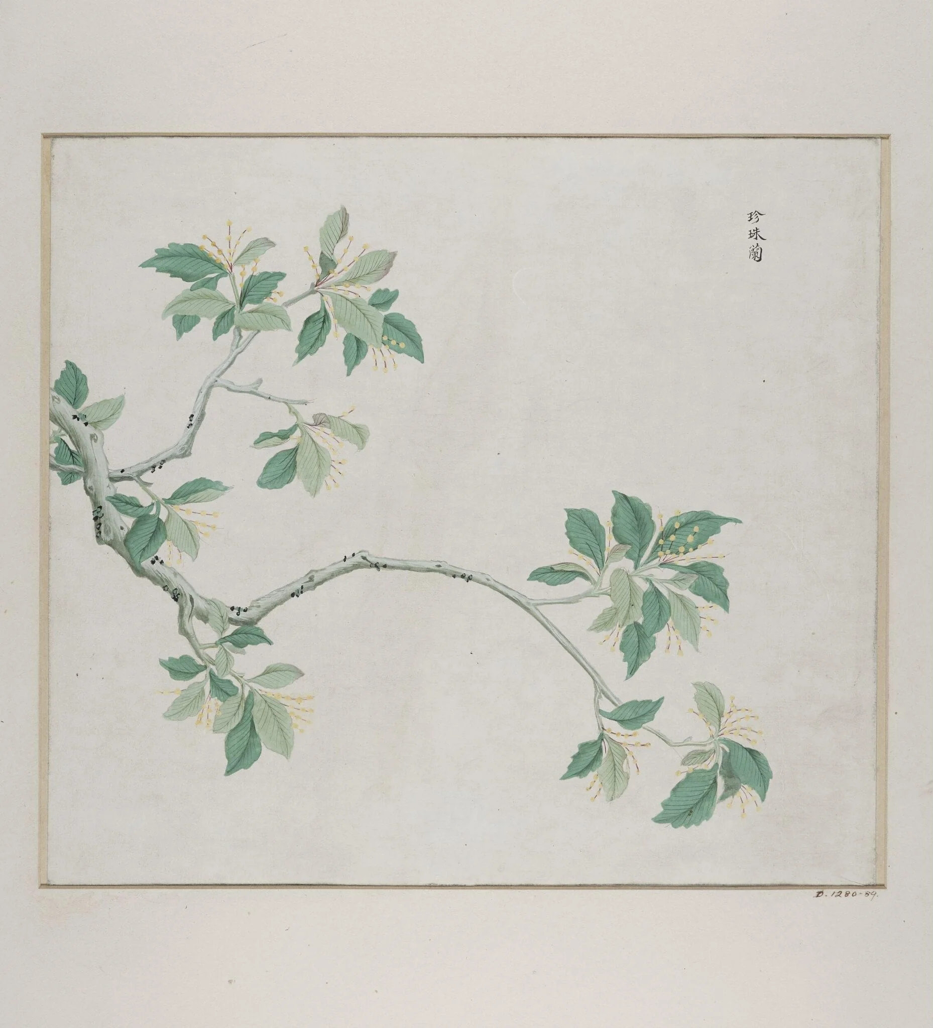 Zhen Zhu lan, by Unknown, paint, 1780