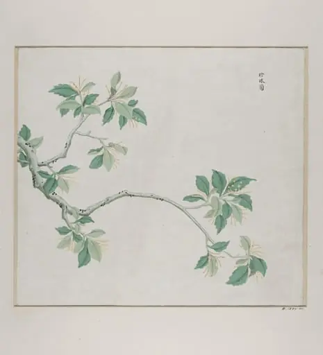 Zhen Zhu lan