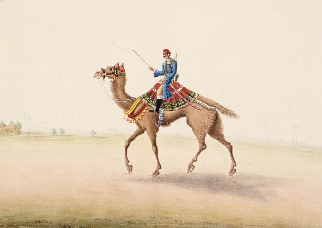 Camel Rider