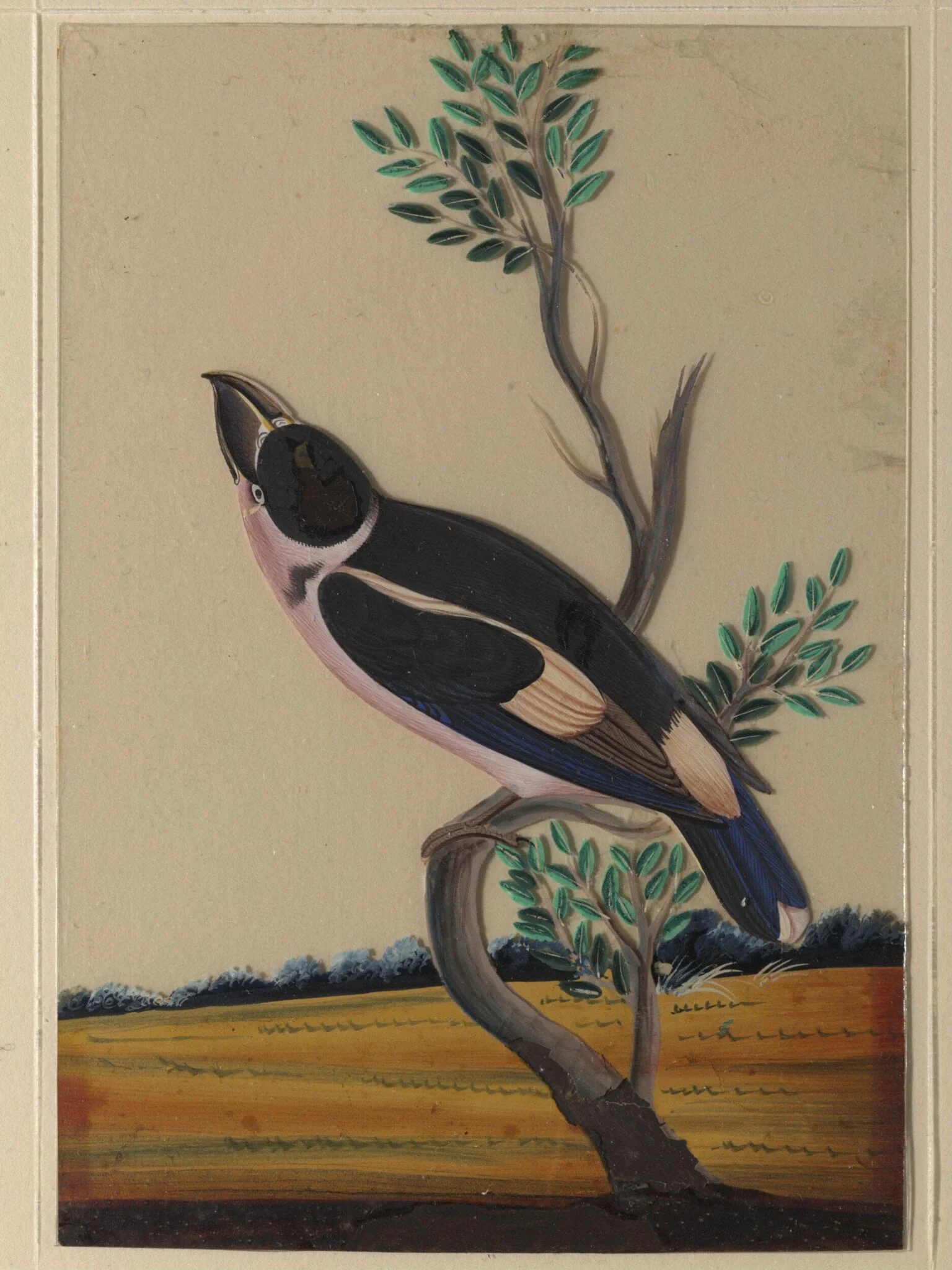 A pink-breasted bird, by Unknown, paint, 1860