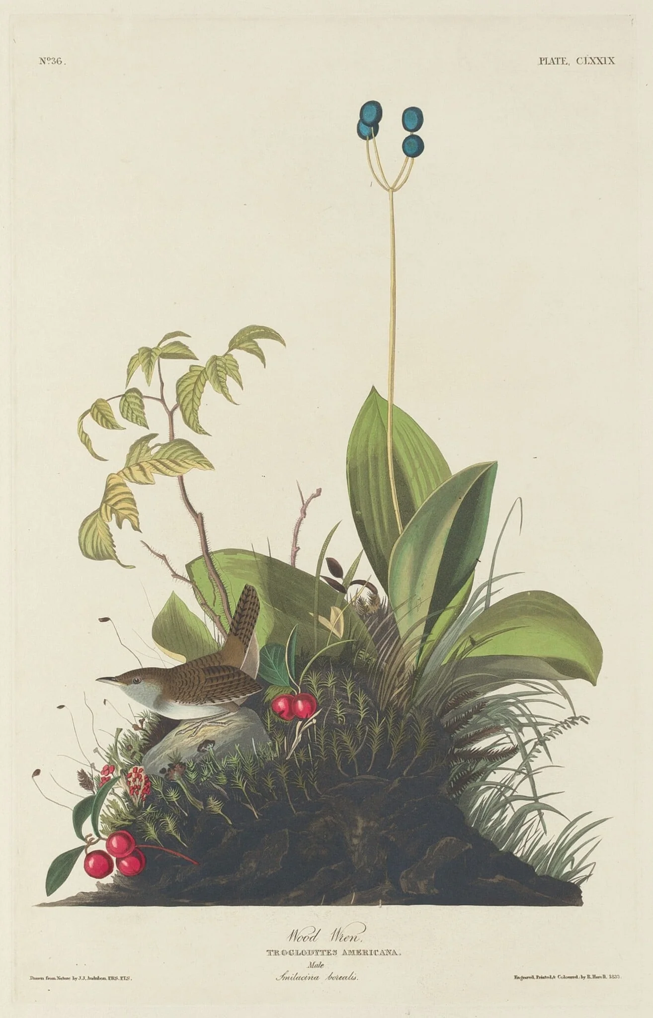Wood Wren, by Robert Havell Jr., ink, 1833
