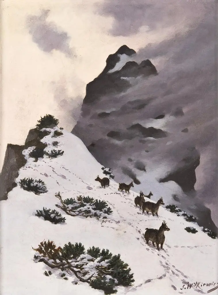 Chamois in the mountains