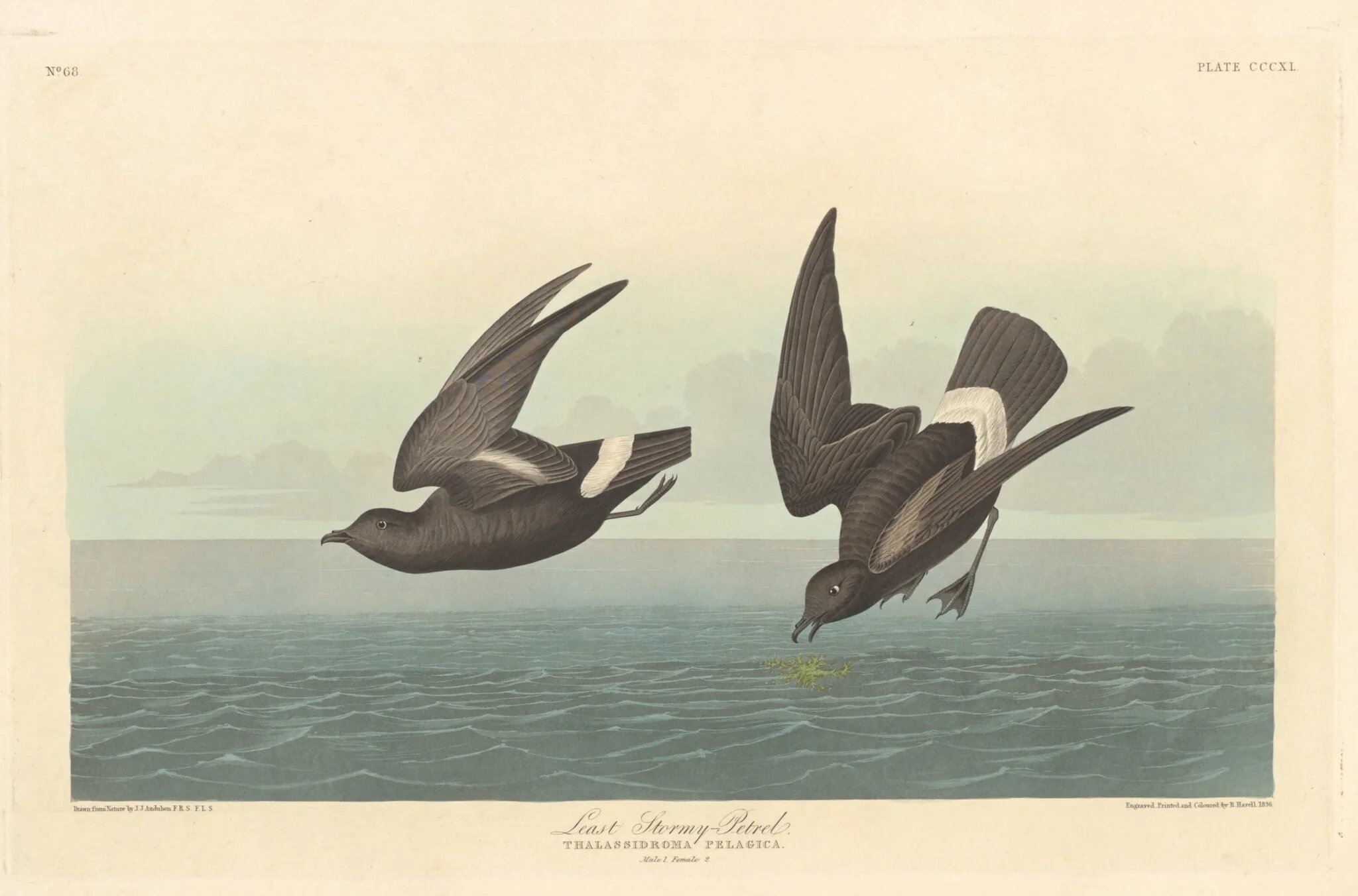 Least Stormy Petrel, by Robert Havell Jr., ink, 1836