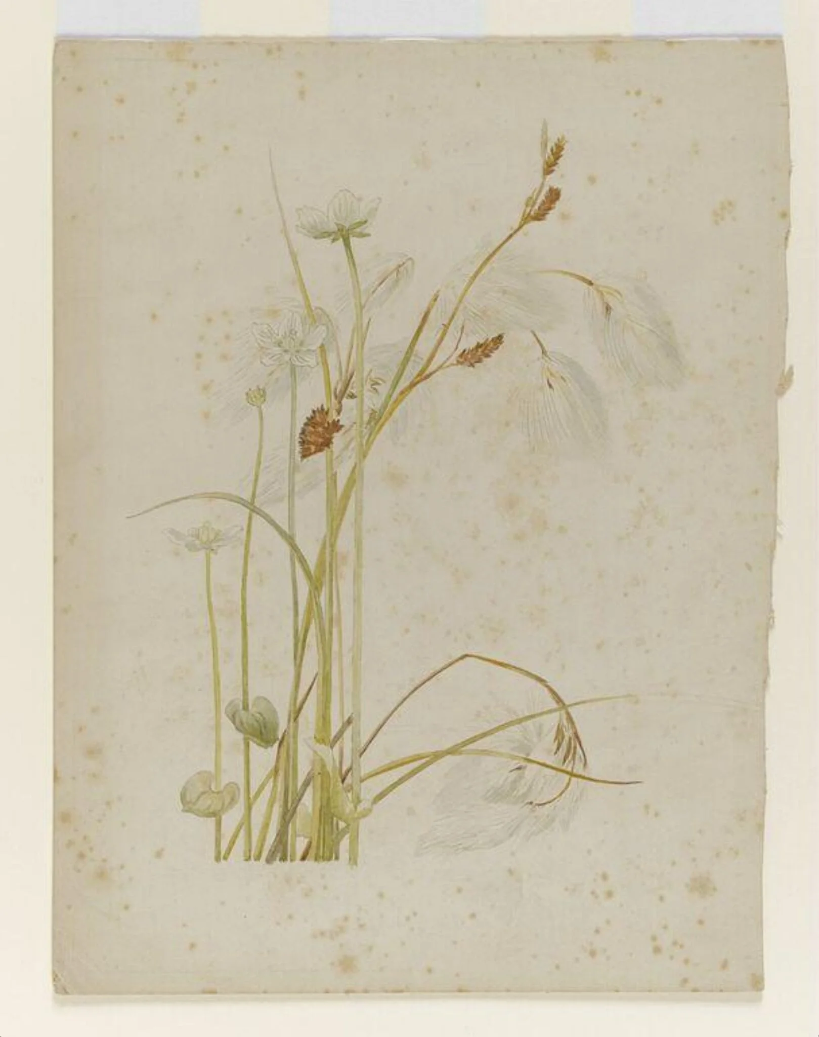 Cotton sedge with white wildflowers, by Beatrix Potter, watercolor, 1850