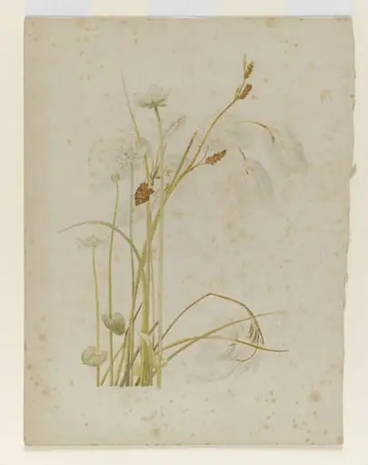 Cotton sedge with white wildflowers