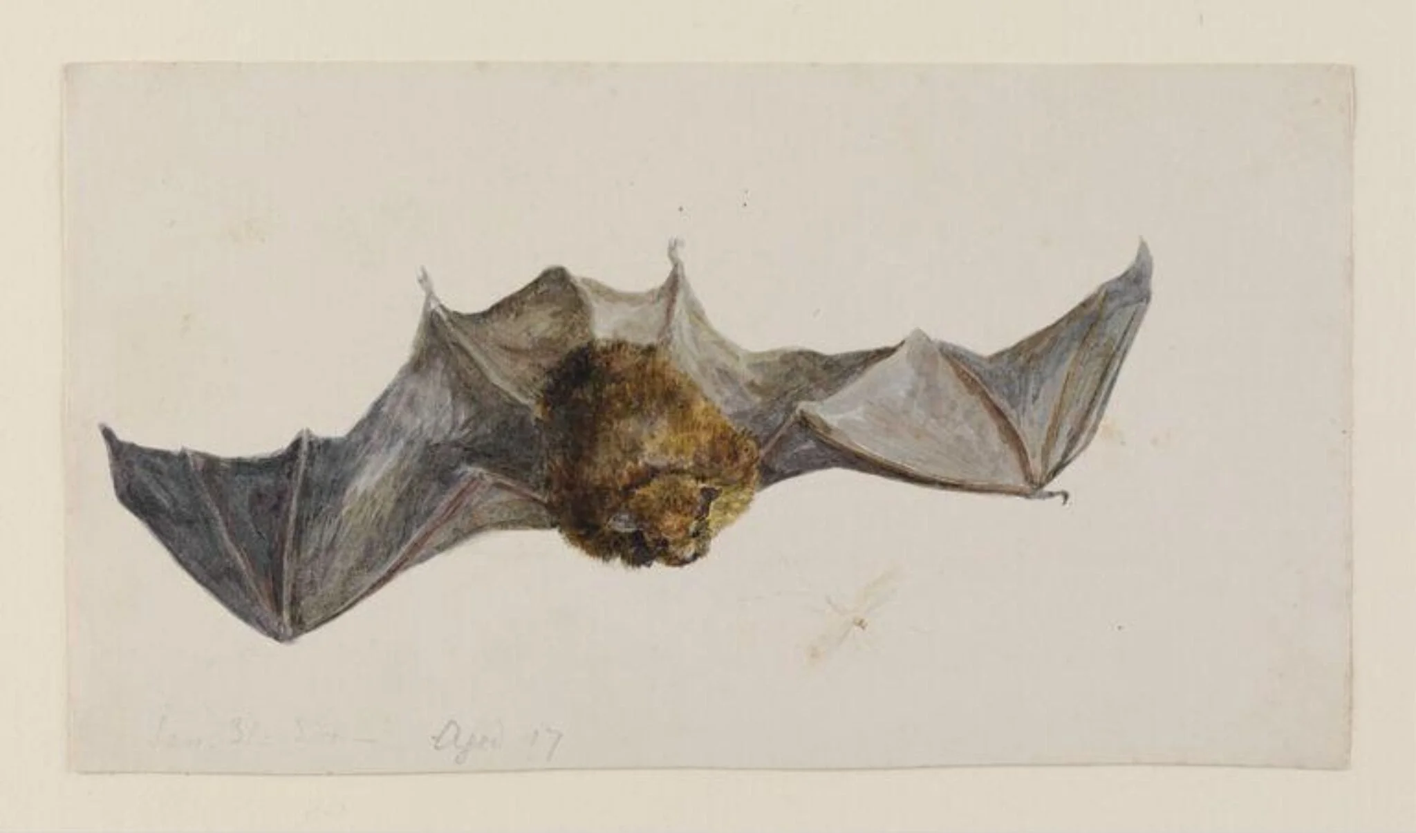 A bat seen from above