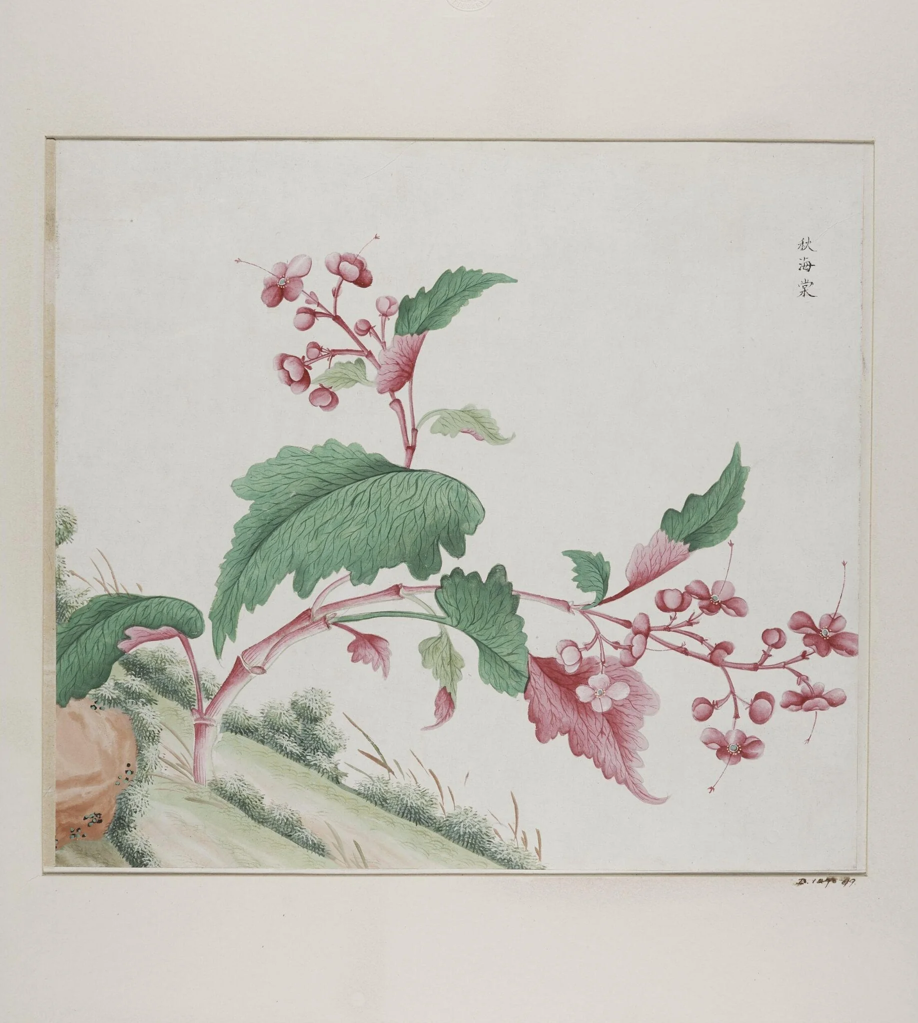 Qiu hai tang, by Unknown, paint, 1780
