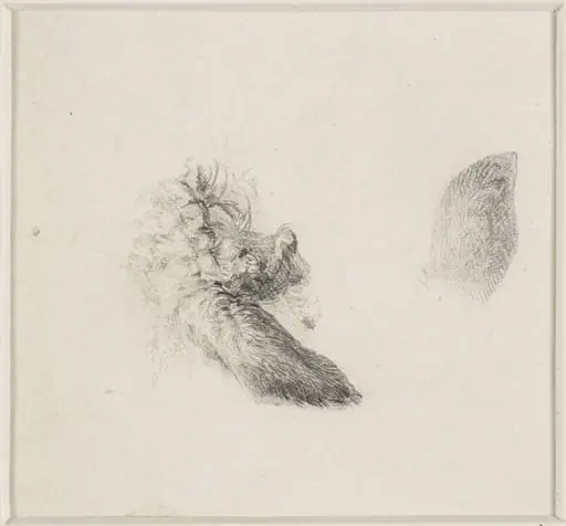 Studies of animals' ears