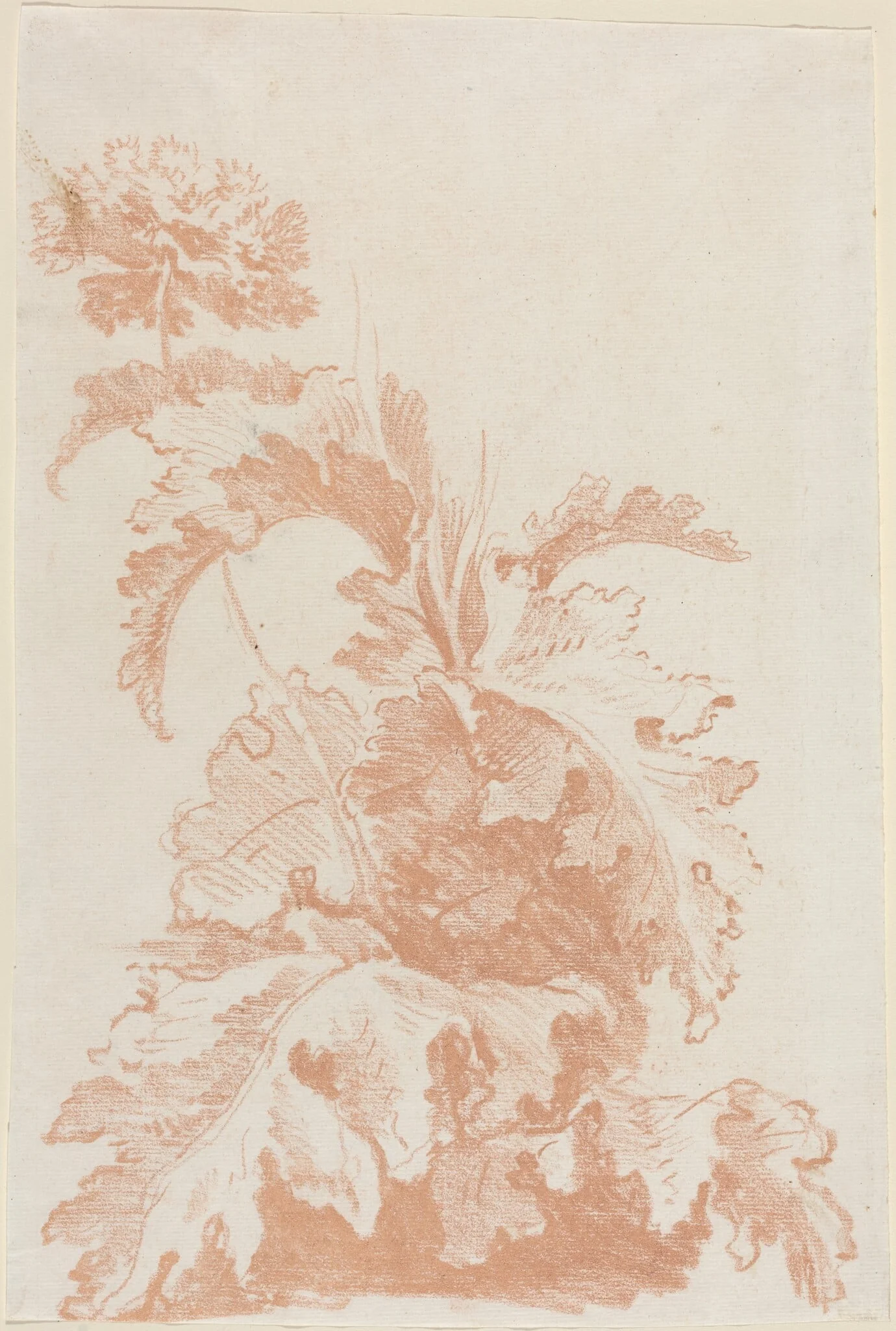 Poppy in Bloom, by Jean-Baptiste Hüet, chalk, 1764