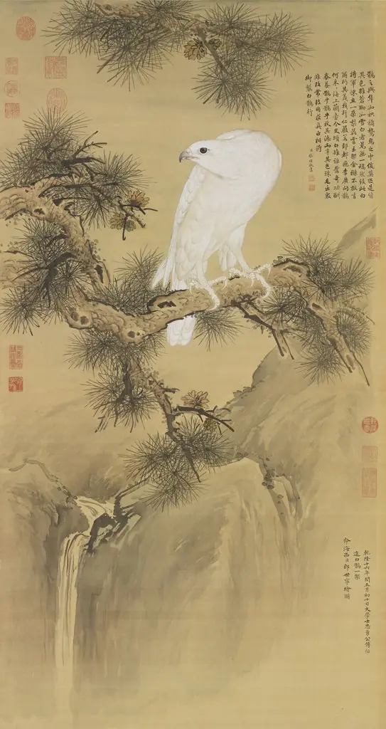 White Gyrfalcon
