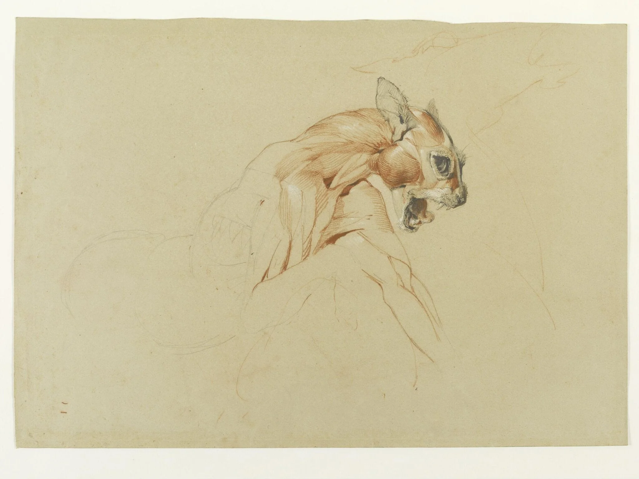 Ecorche drawing of the head and upper body of a wild cat