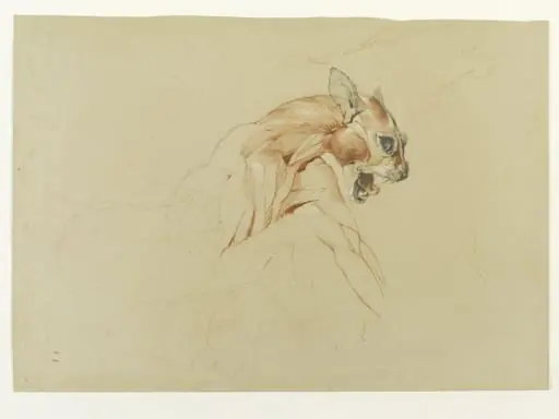 Ecorche drawing of the head and upper body of a wild cat