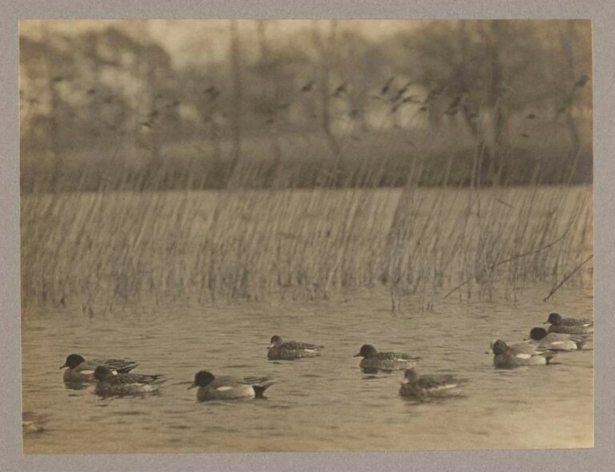 Widgeon