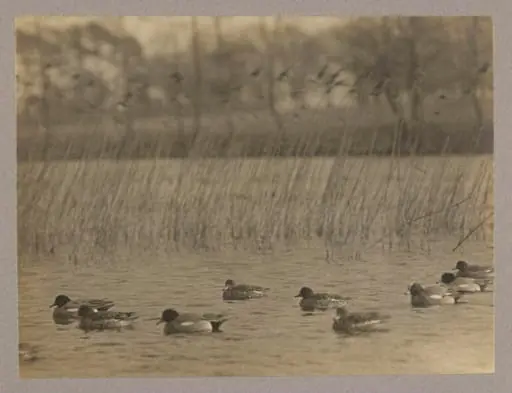 Widgeon