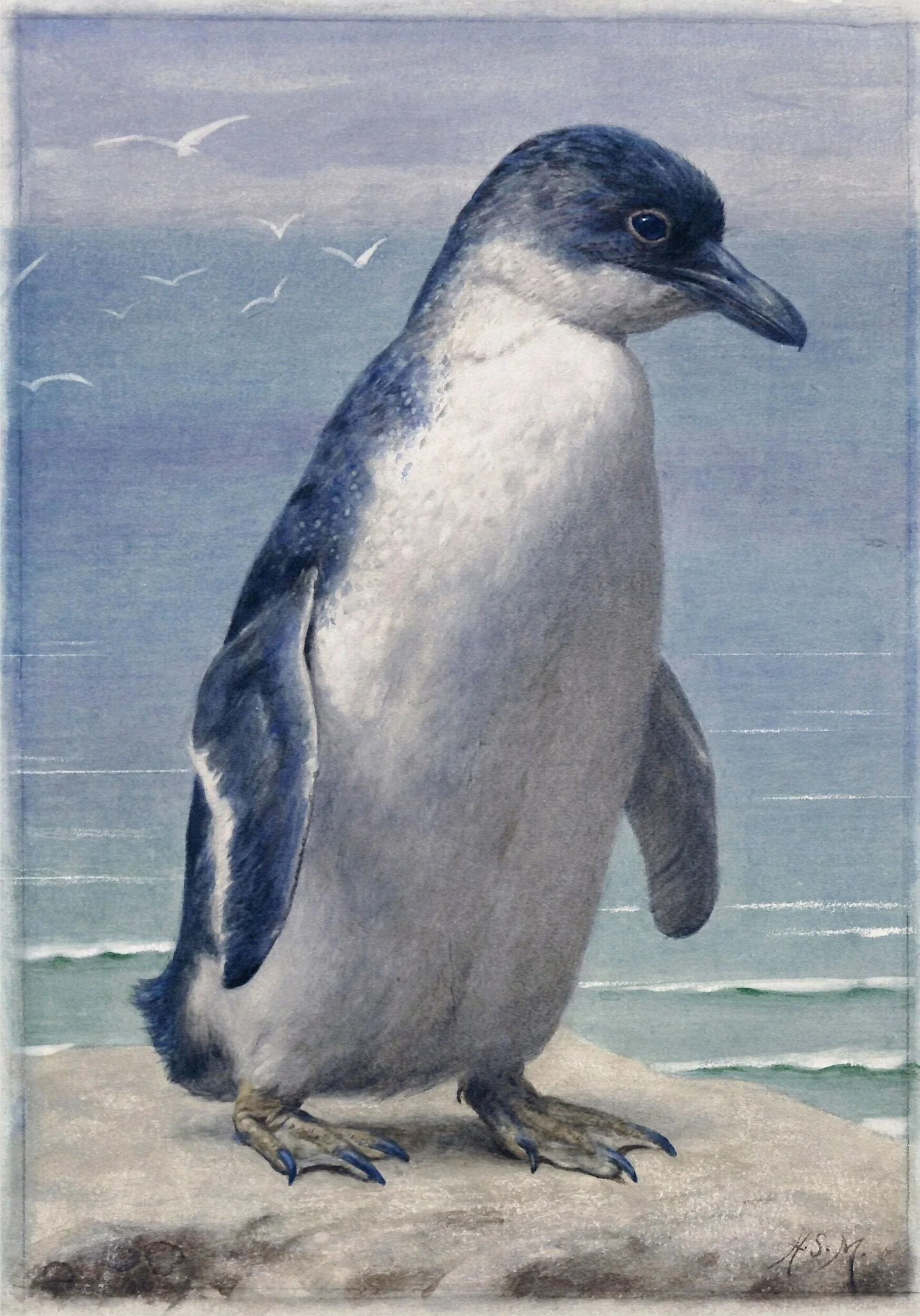 Study of a penguin